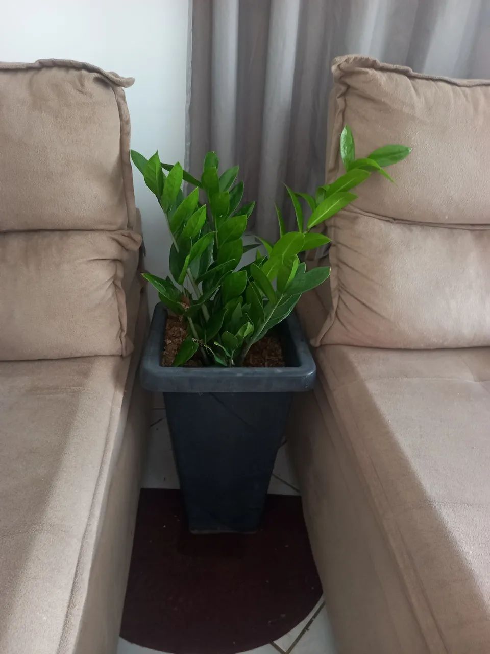 Plantas  - Foto 3