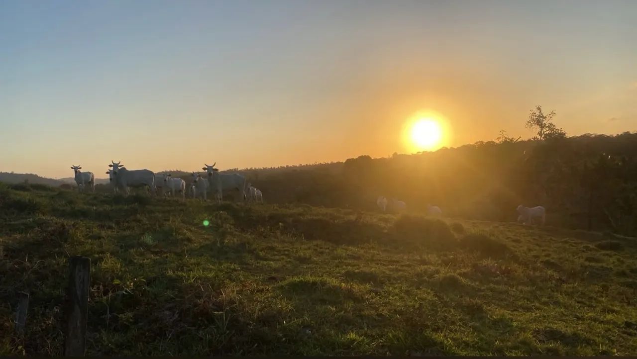 Vendo fazenda  - Foto 4