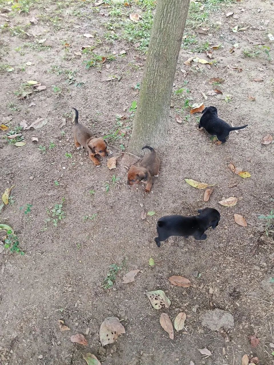 Cachorro  - Foto 3
