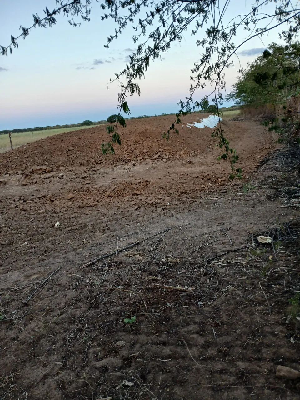 Silagem de milho colhida com a espiga, todo milho.. e tenho de sorgo em outro silo. - Foto 2