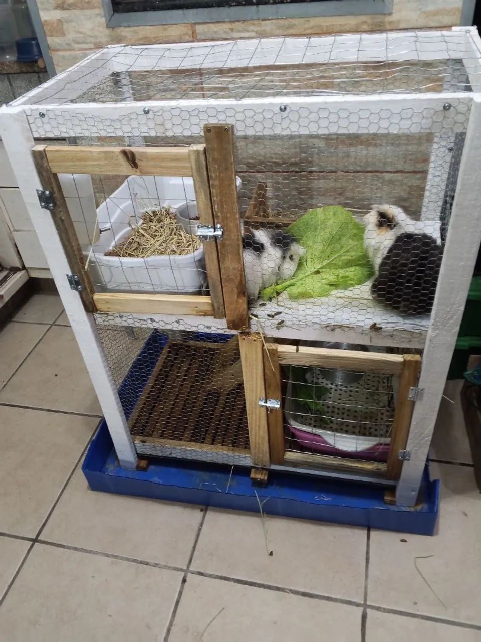 Vendo viveiro com 4 porquinhos da índia peruano