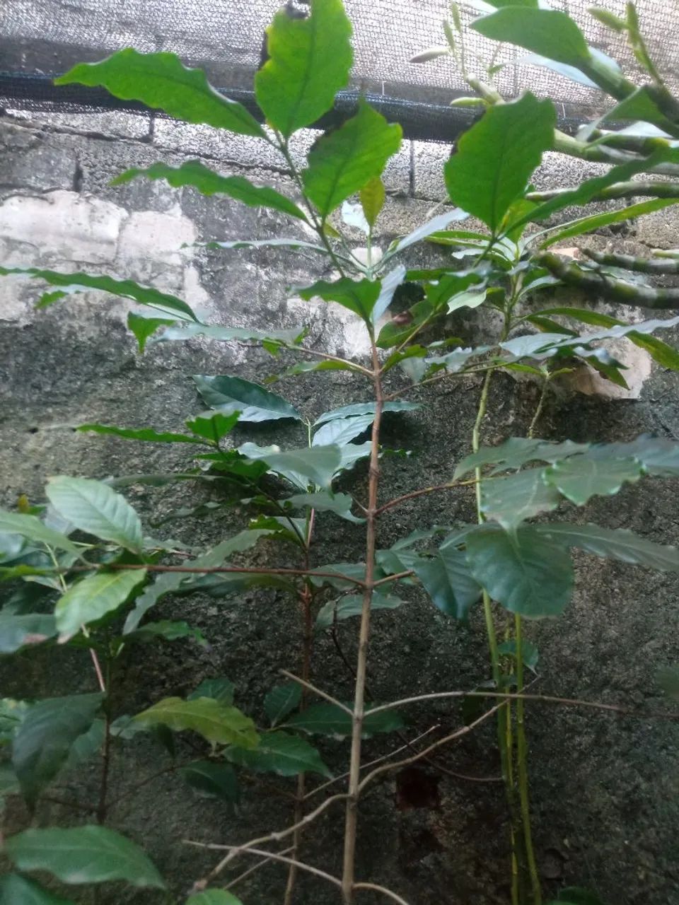 Muda de café