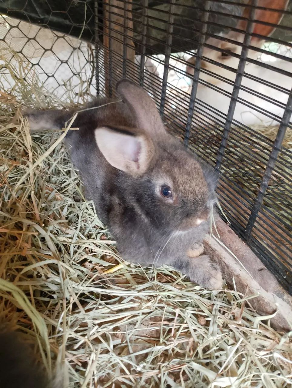 Filhotes de coelho - Foto 3