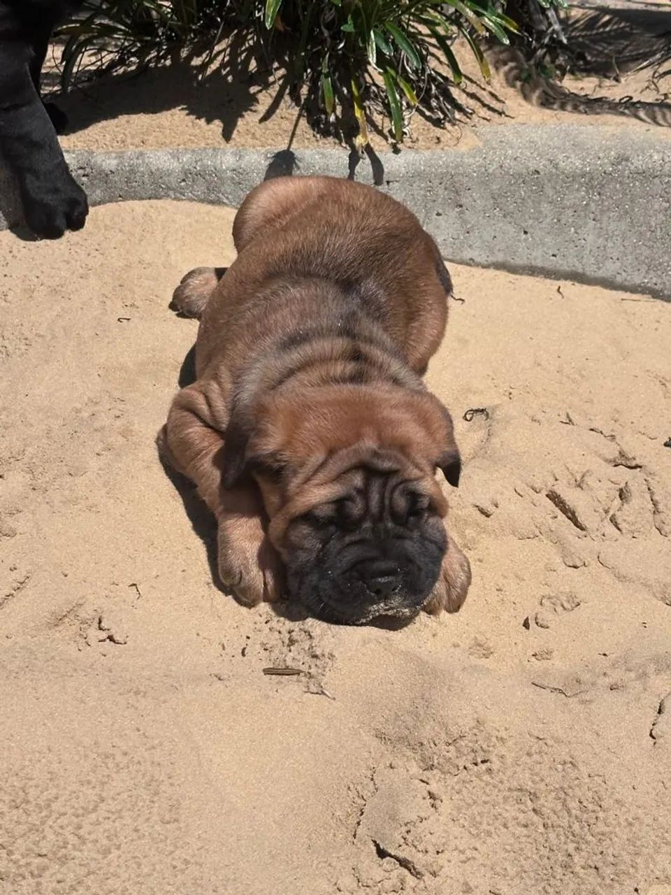 Cane corso  - Foto 3