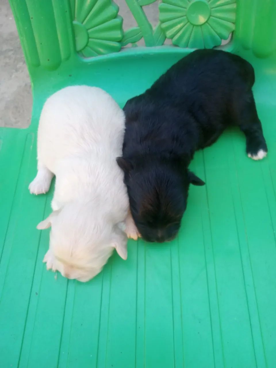 Filhote a venda - Foto 5