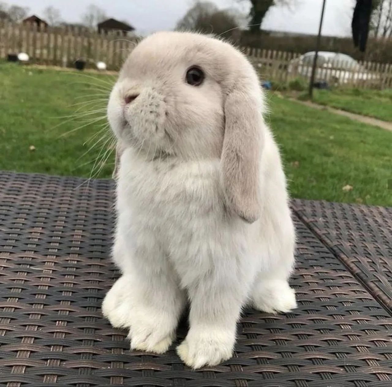 Coelho mini lop