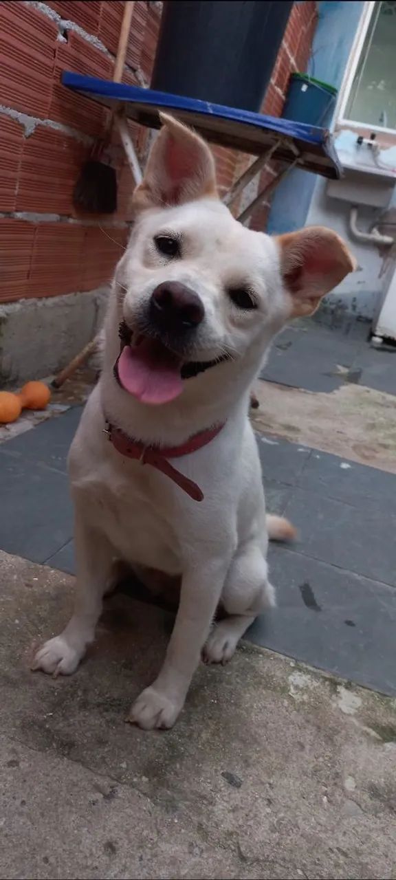Doação Responsável  - Foto 3
