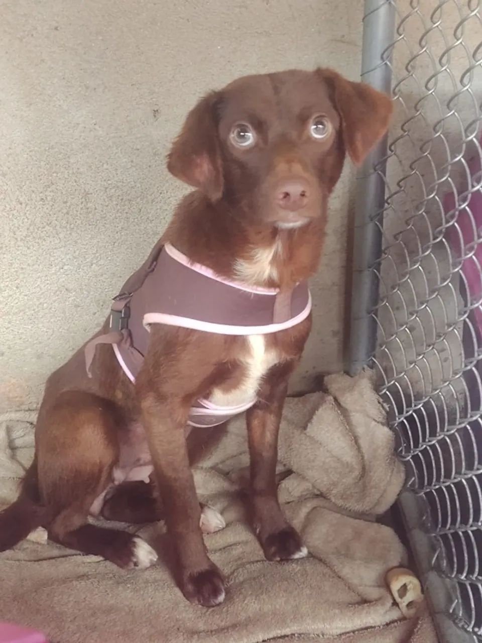  Para Doação - Porte Pequena - Foto 4