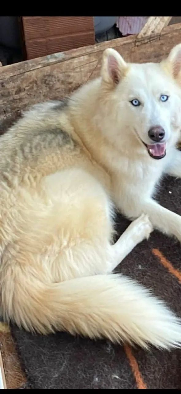 Husky siberiano  - Foto 2