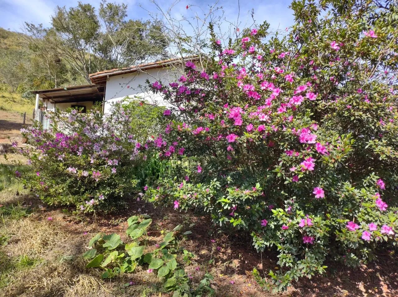 Sítio casa,café , com bela cachoeira - Foto 5