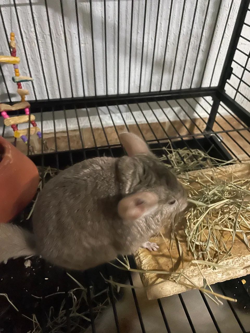 Lindo macho de chinchila 