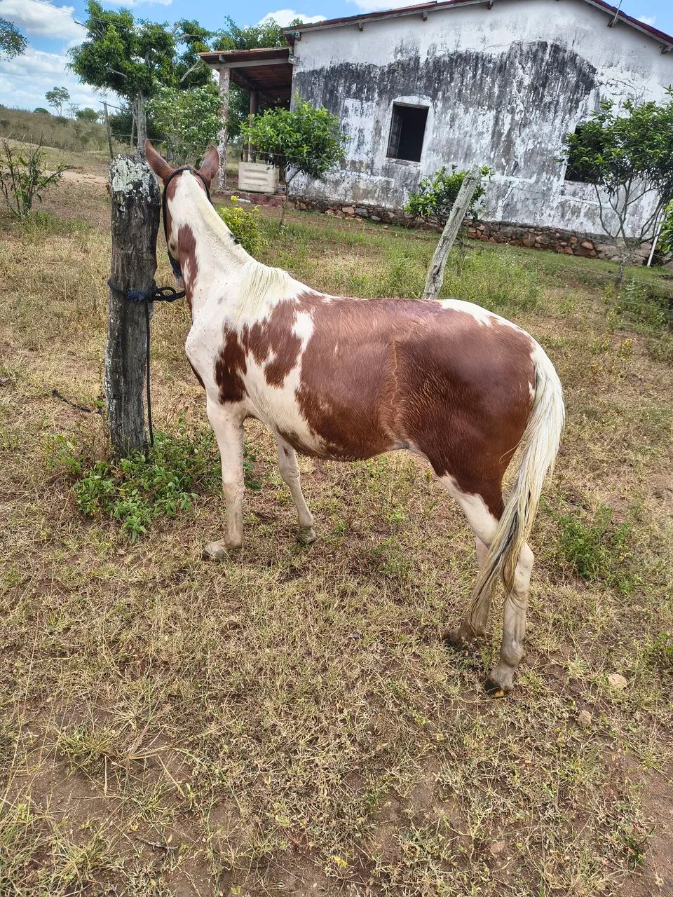 Pônei fêmea luxo de picado