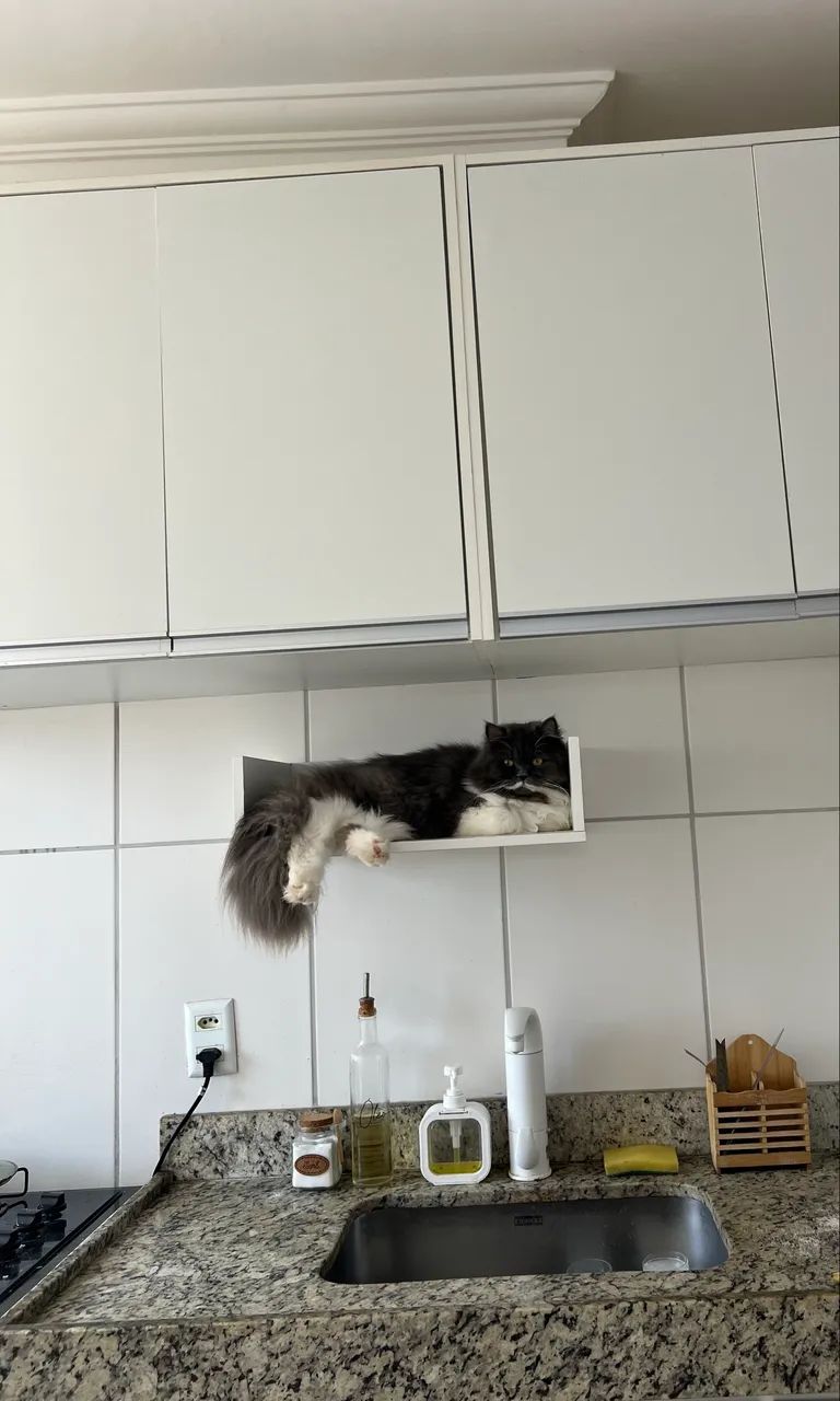 Gato persa - Foto 5