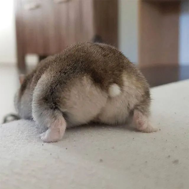 hamster anão russo - Foto 4