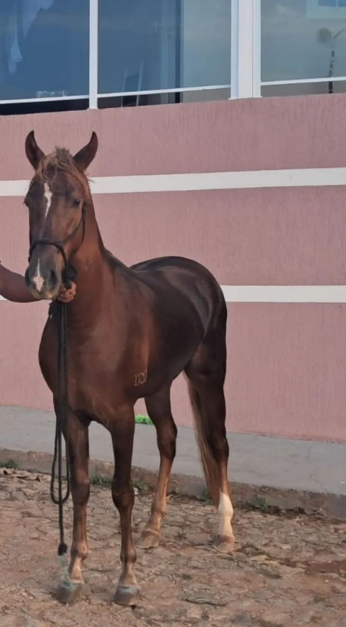 Vendo  potro manga larga potro de ótima genética  - Foto 3