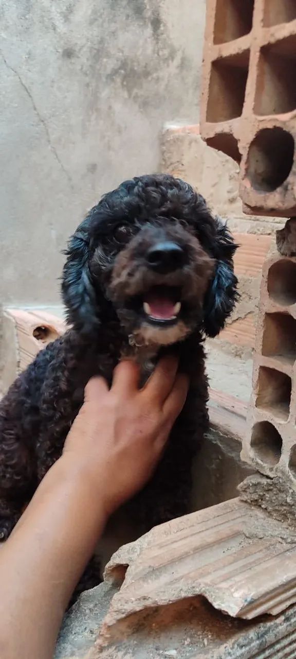 Doação de cachorro  - Foto 2