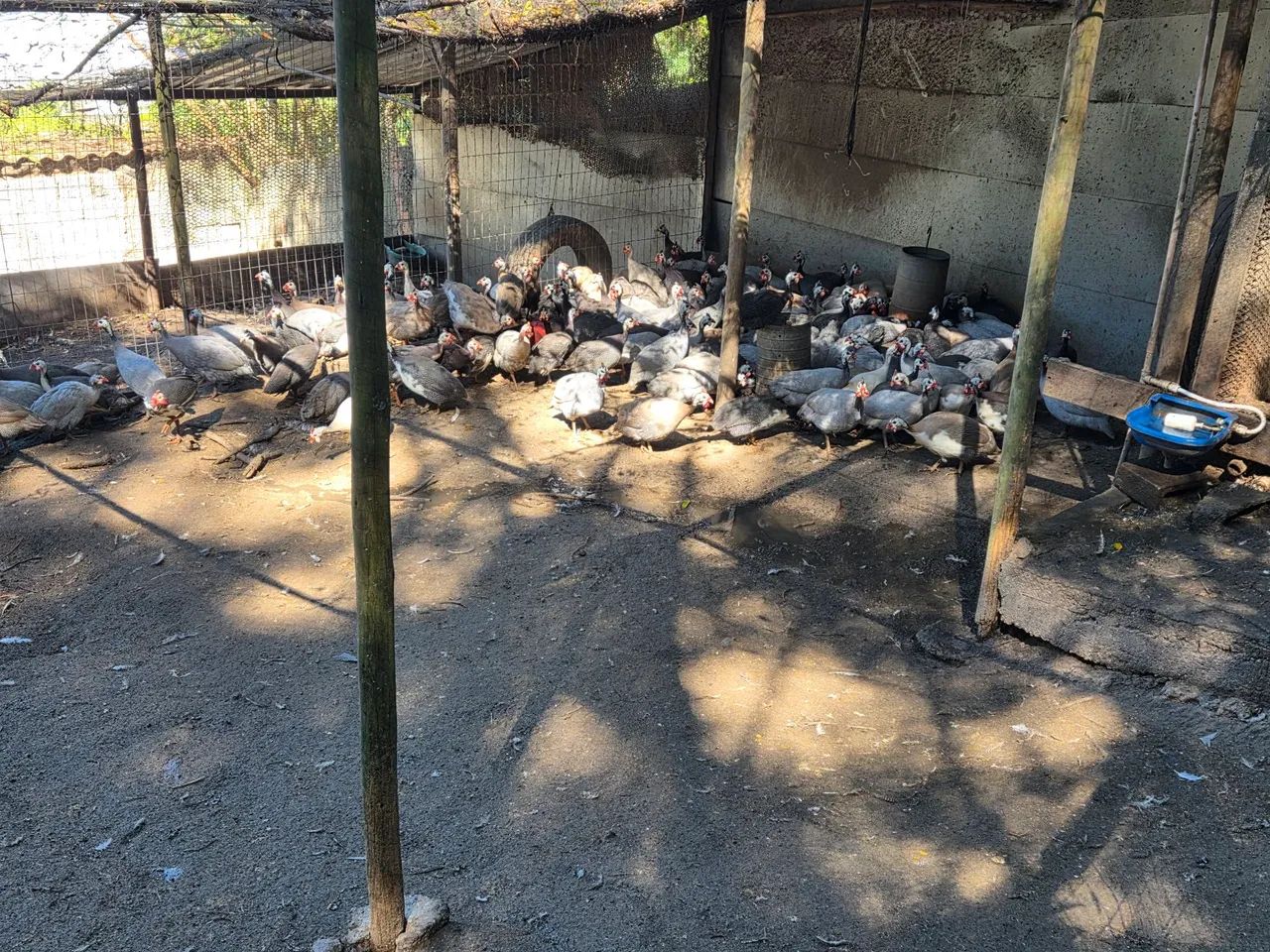 Galinha Dangola  - Foto 2