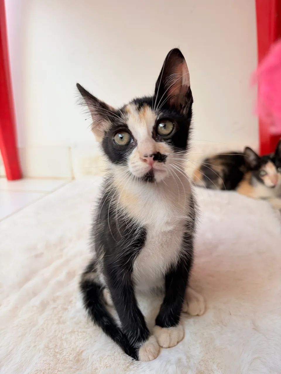 Adote Gatinha Tricolor 