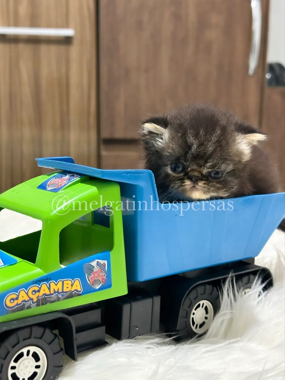 Gatos Persas - Filhotes  - Foto 5