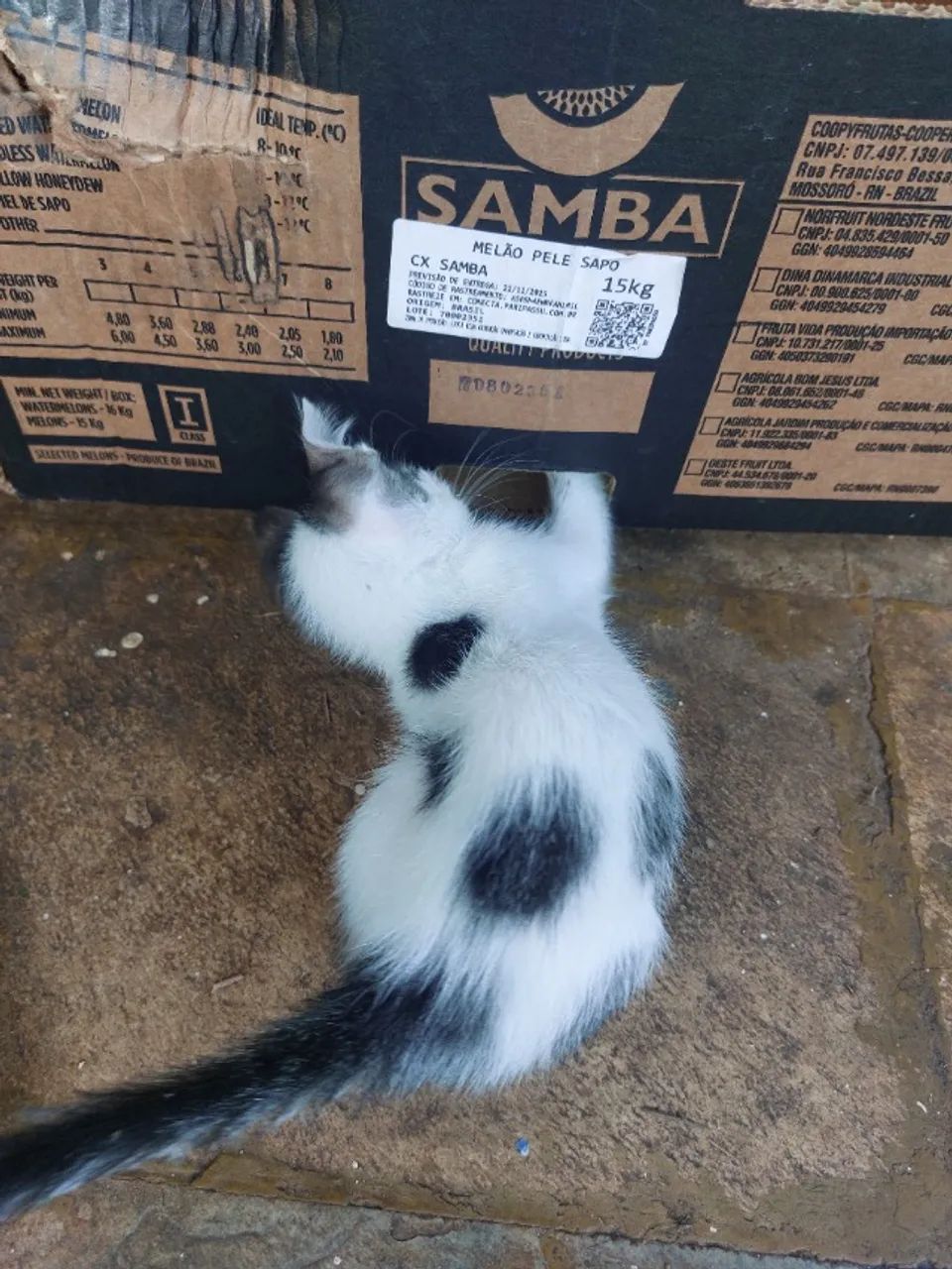 Doacao de gatinhos - Foto 6