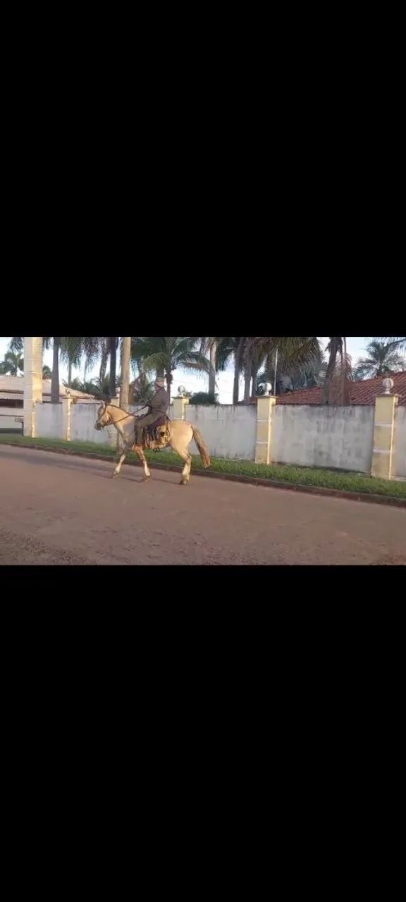Cavalo  - Foto 4