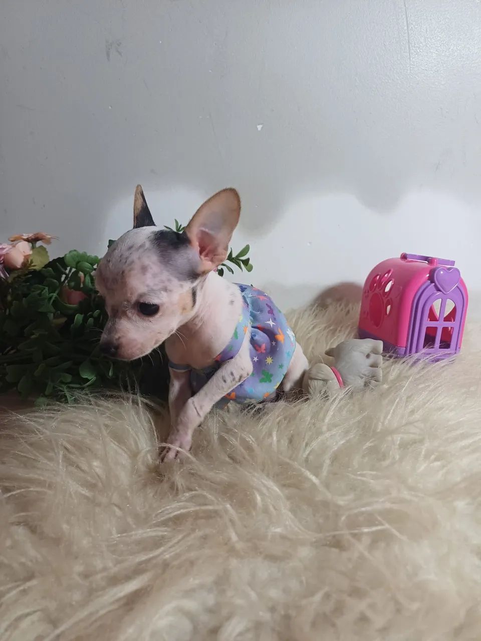 Pinscher zero - Foto 2