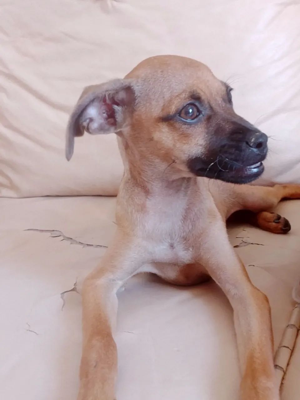 Cachorros para doaç ão  - Foto 2