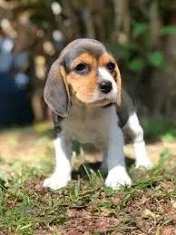 Beagle macho e femea