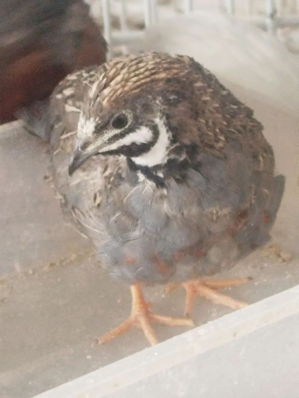 Codornas 