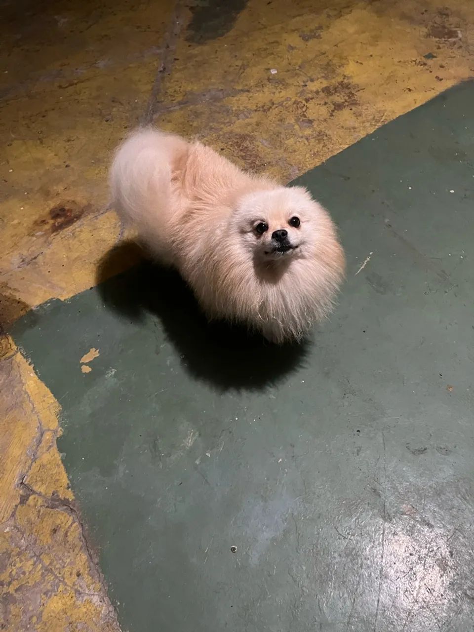 Cachorro Spitz alemão  - Foto 3