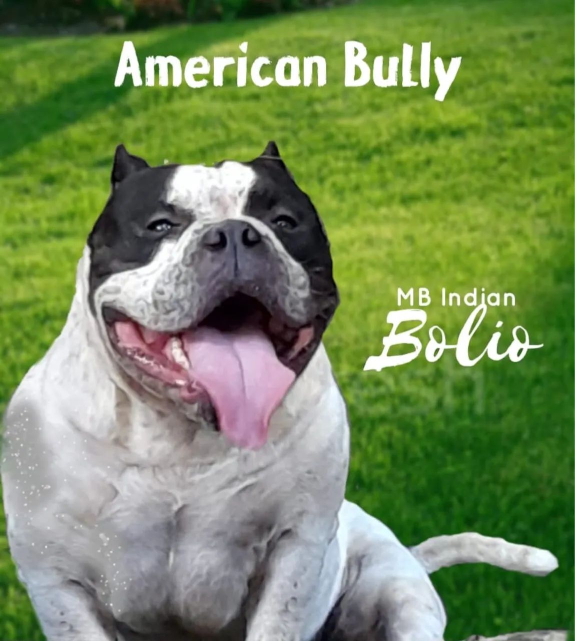 American  bully  - Foto 3
