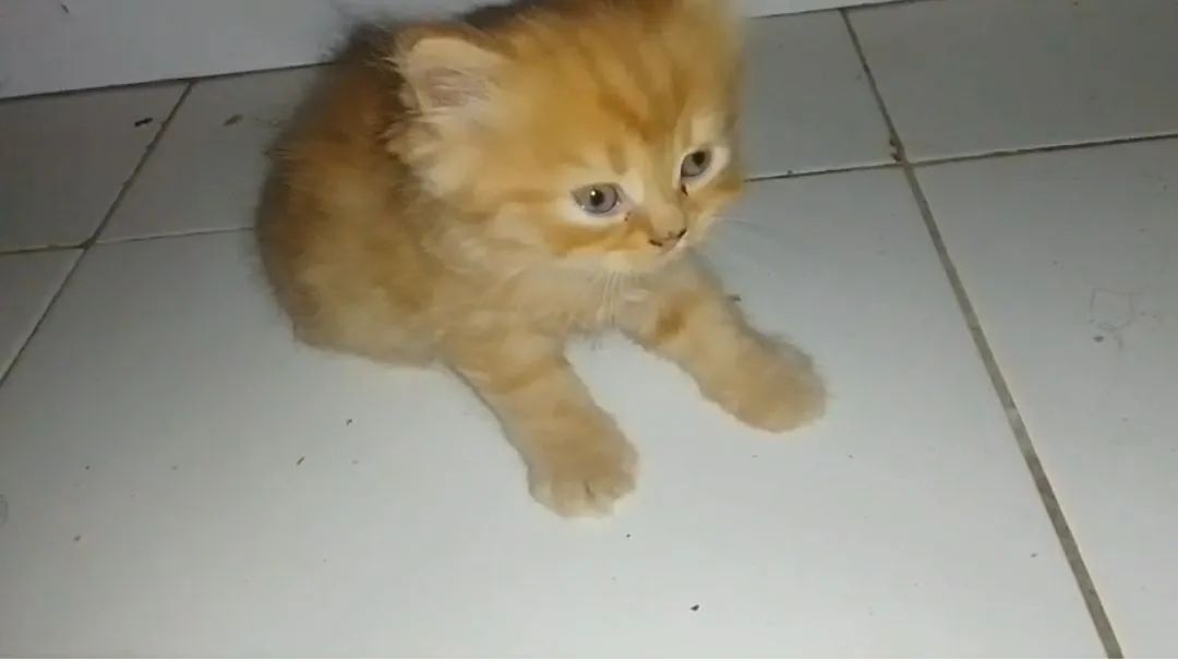 Gato persa  - Foto 2