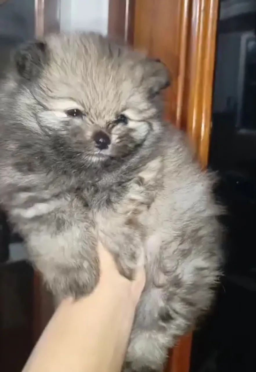 Filhotes Macho Spitz Alemão Oportunidade 