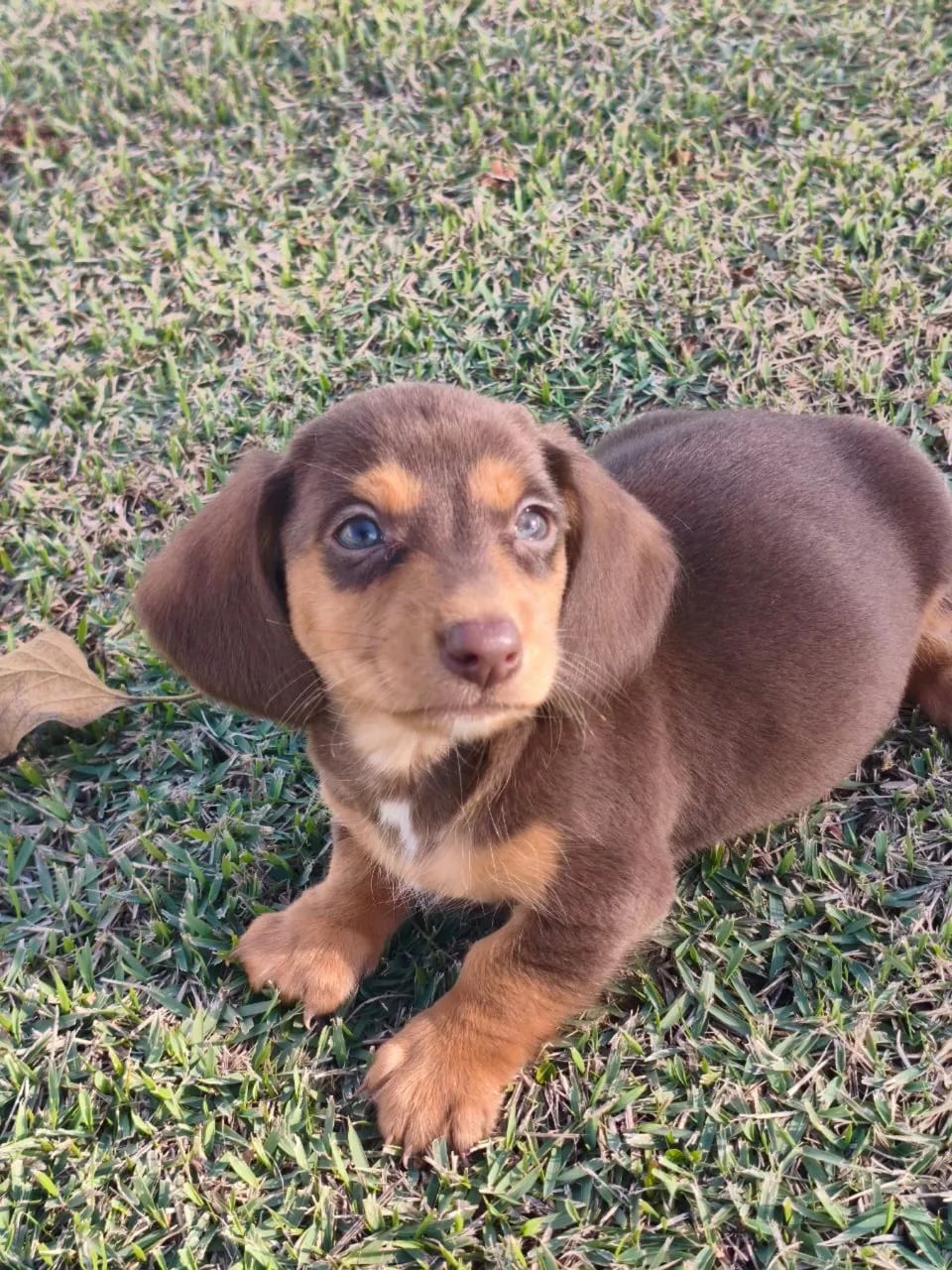 dachshund - Foto 3