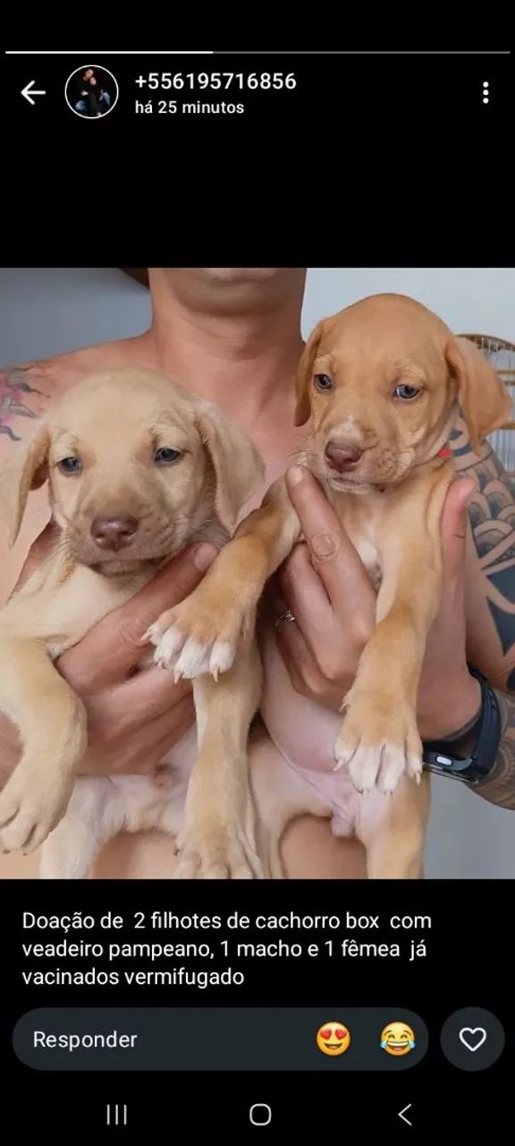 Doação de cachorro 