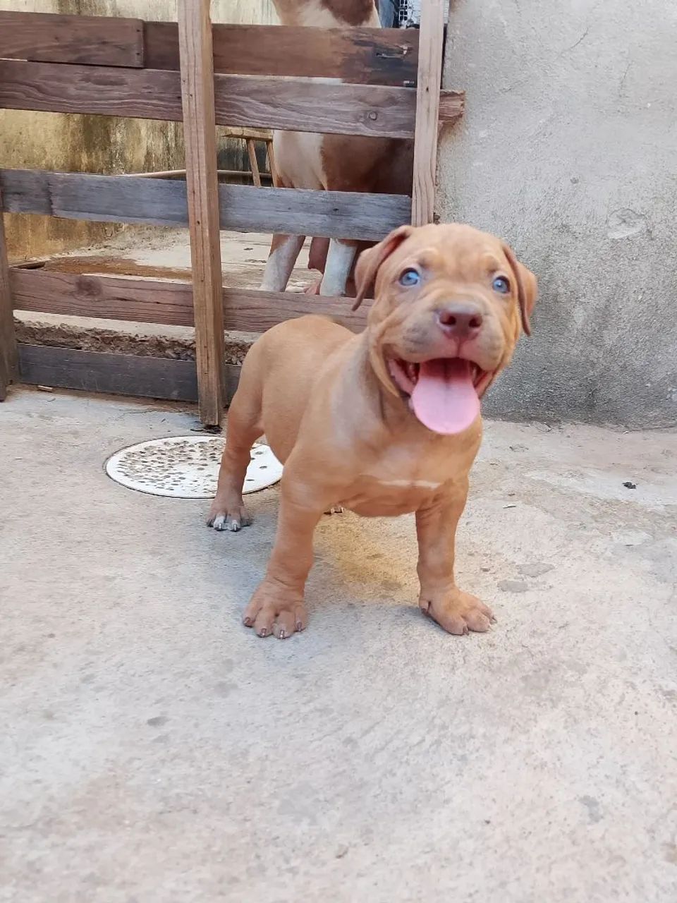 Vende-se pit moster - Foto 4
