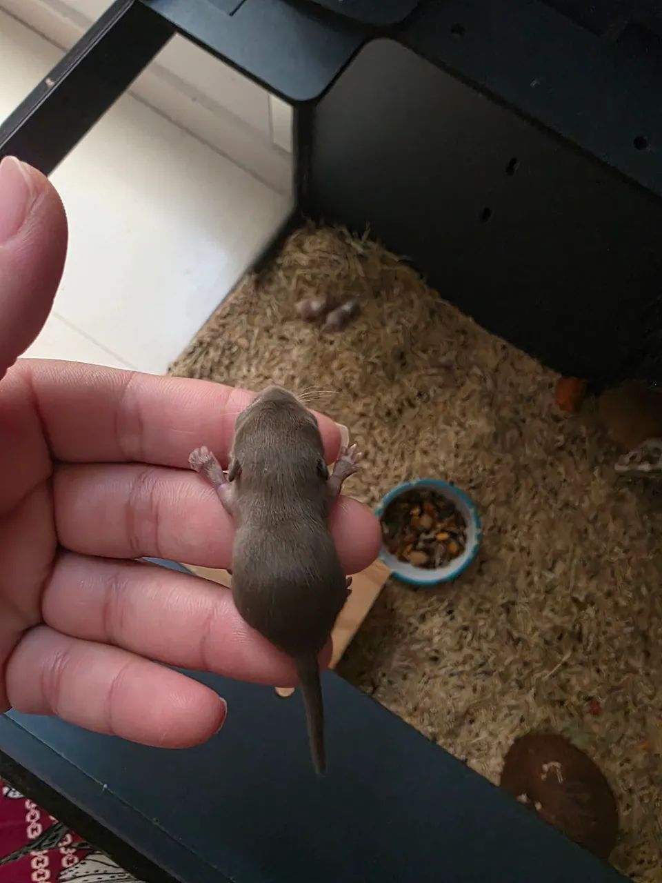 Vendo esquilo da mongolia (Gerbil) - Foto 6