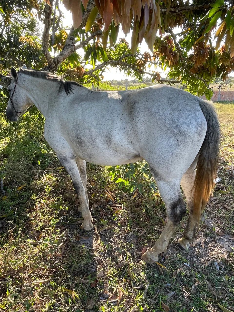 Égua mestiça boa - Foto 4