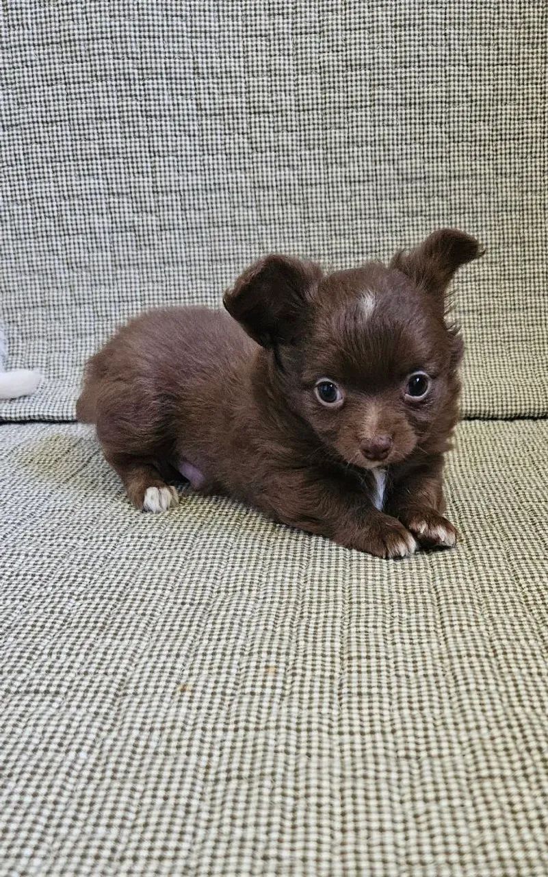 Chihuauha 