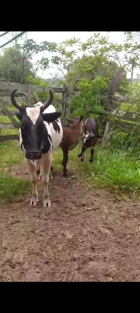 Vaca de leite  - Foto 5