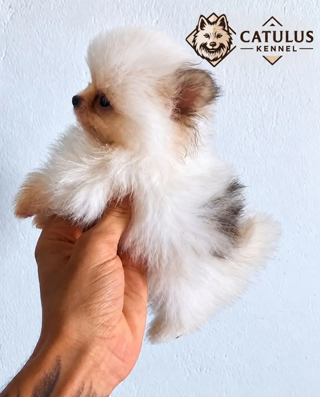 Spitz Alemão  - Foto 5