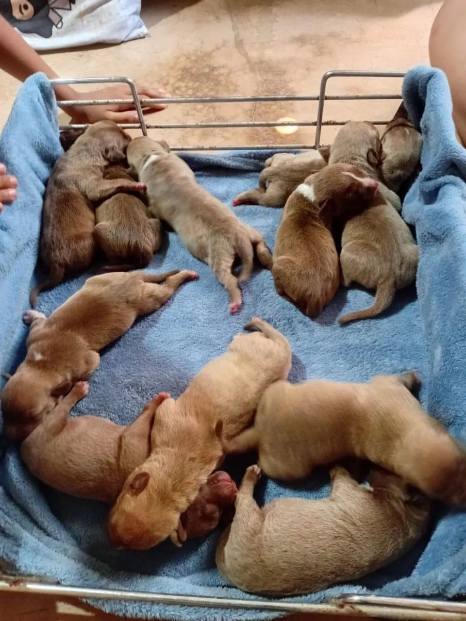 Animais - Foto 2