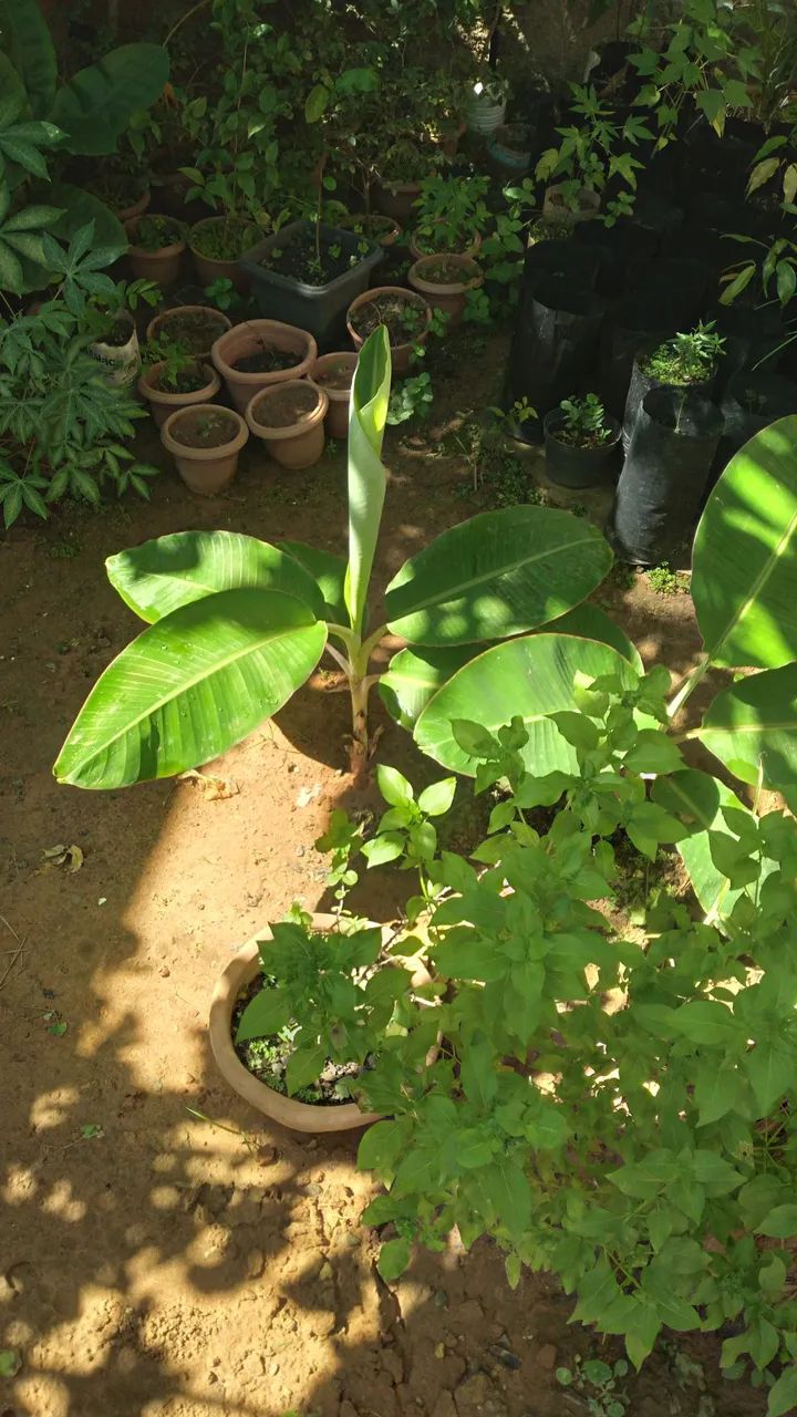 Mudas de jabuticaba   só 25.00 cada - Foto 5