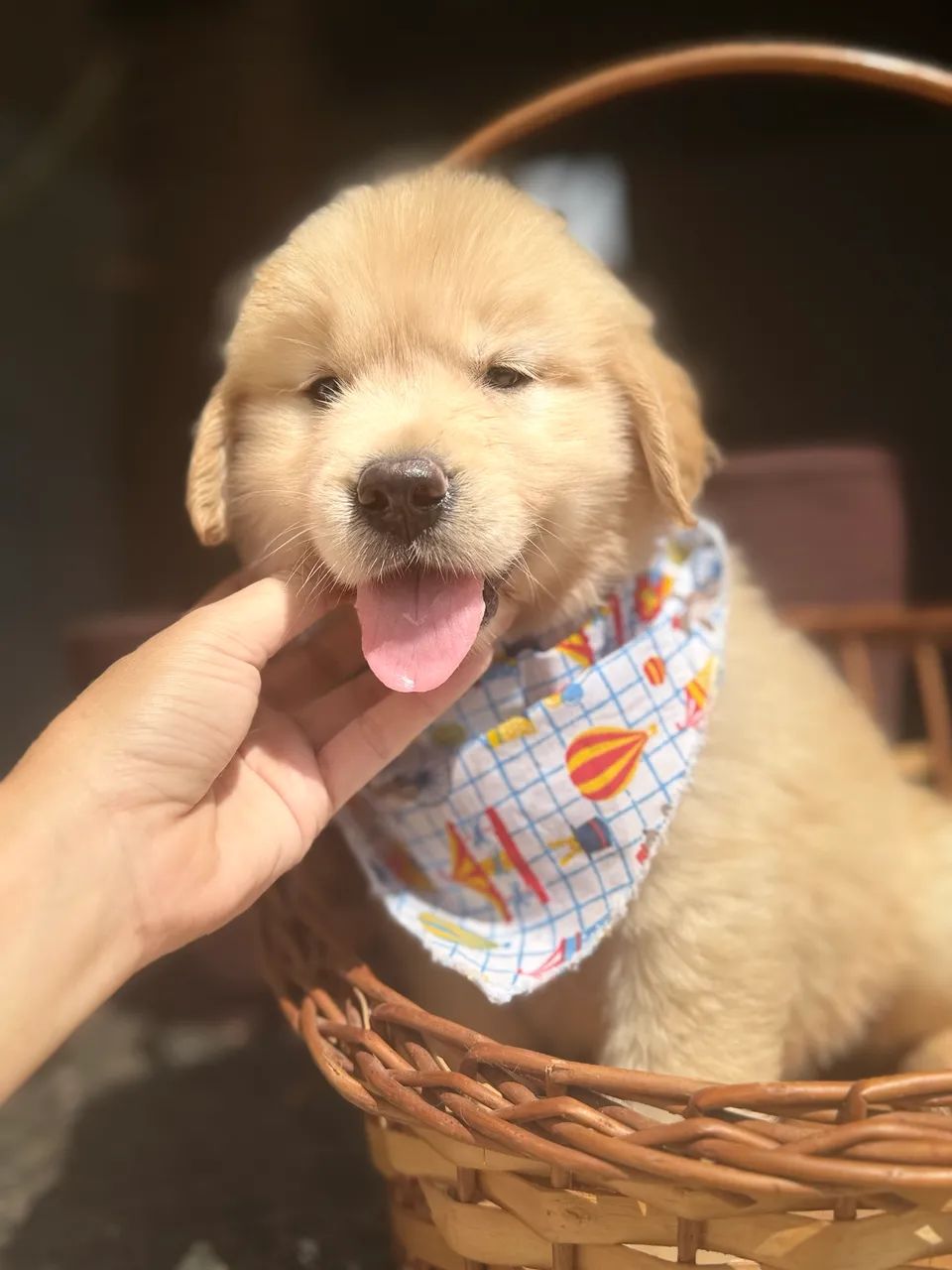 Golden Retriever MACHO  - Foto 2