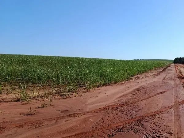 CANA - PECUÁRIA - Área Rural 120 Alqueires - Foto 4