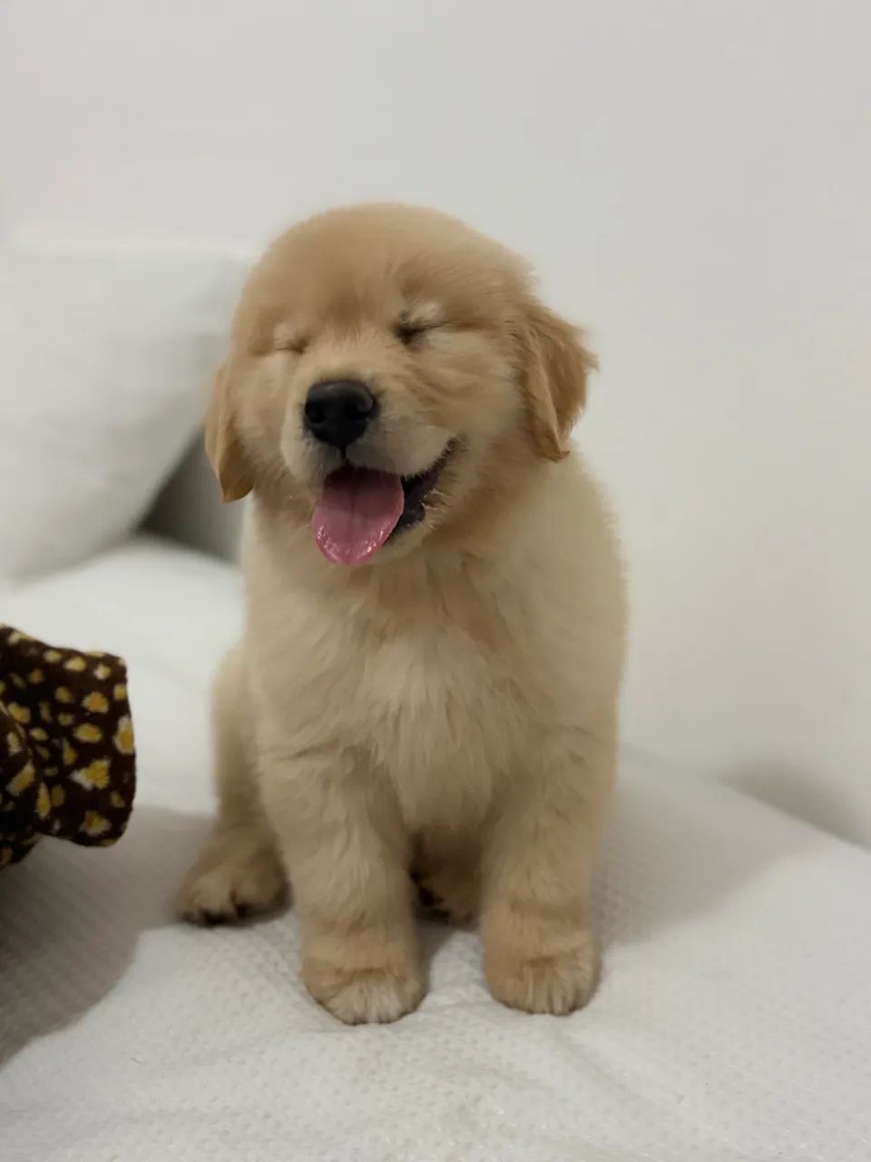 Golden retriever  - Foto 3