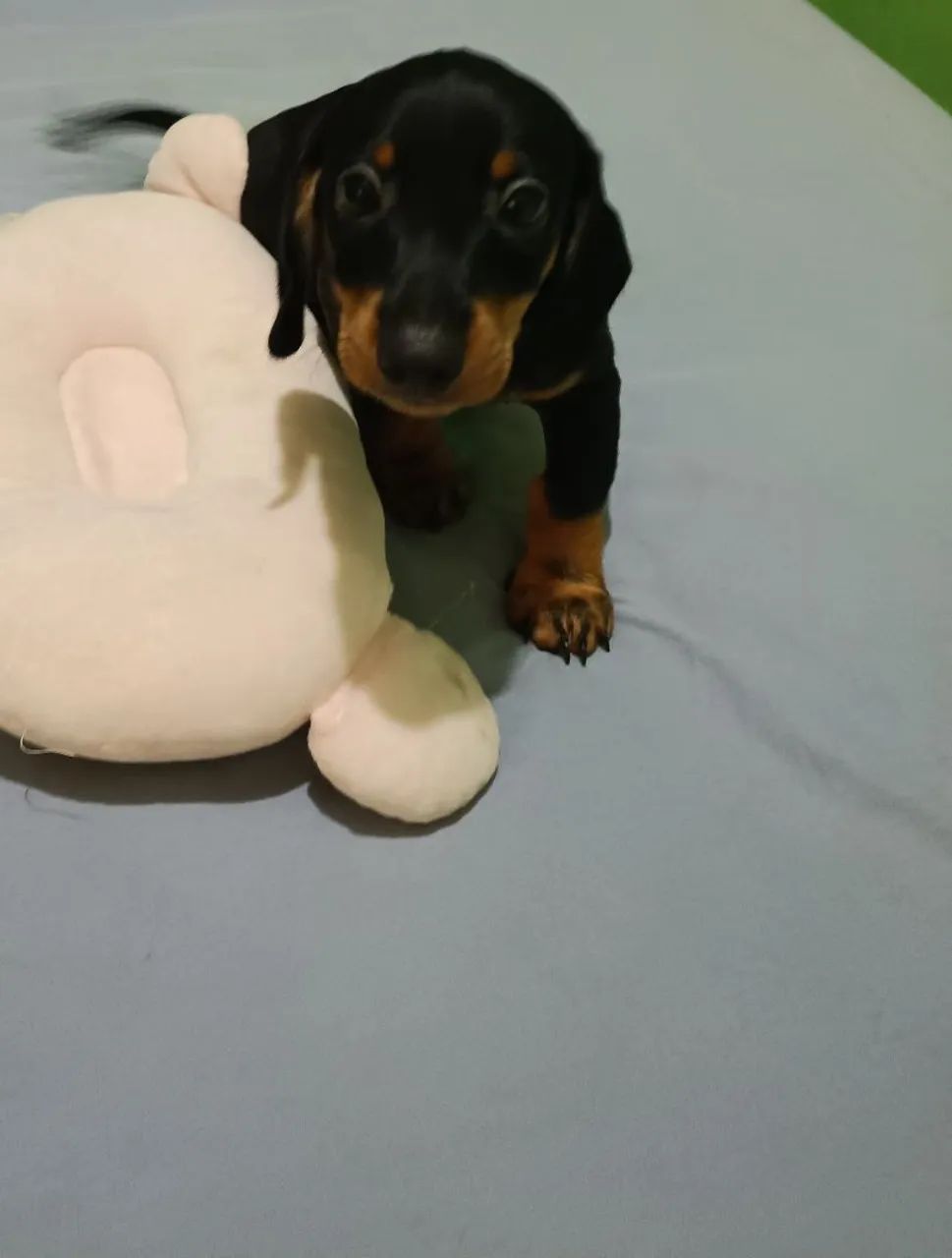 Vende  se um filhote de salsicha macho  - Foto 6