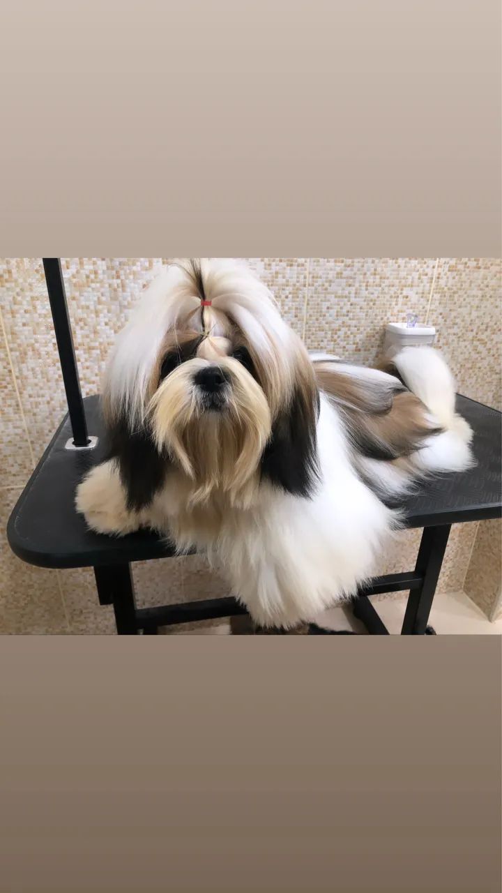 Shih tzu Macho  - Foto 4
