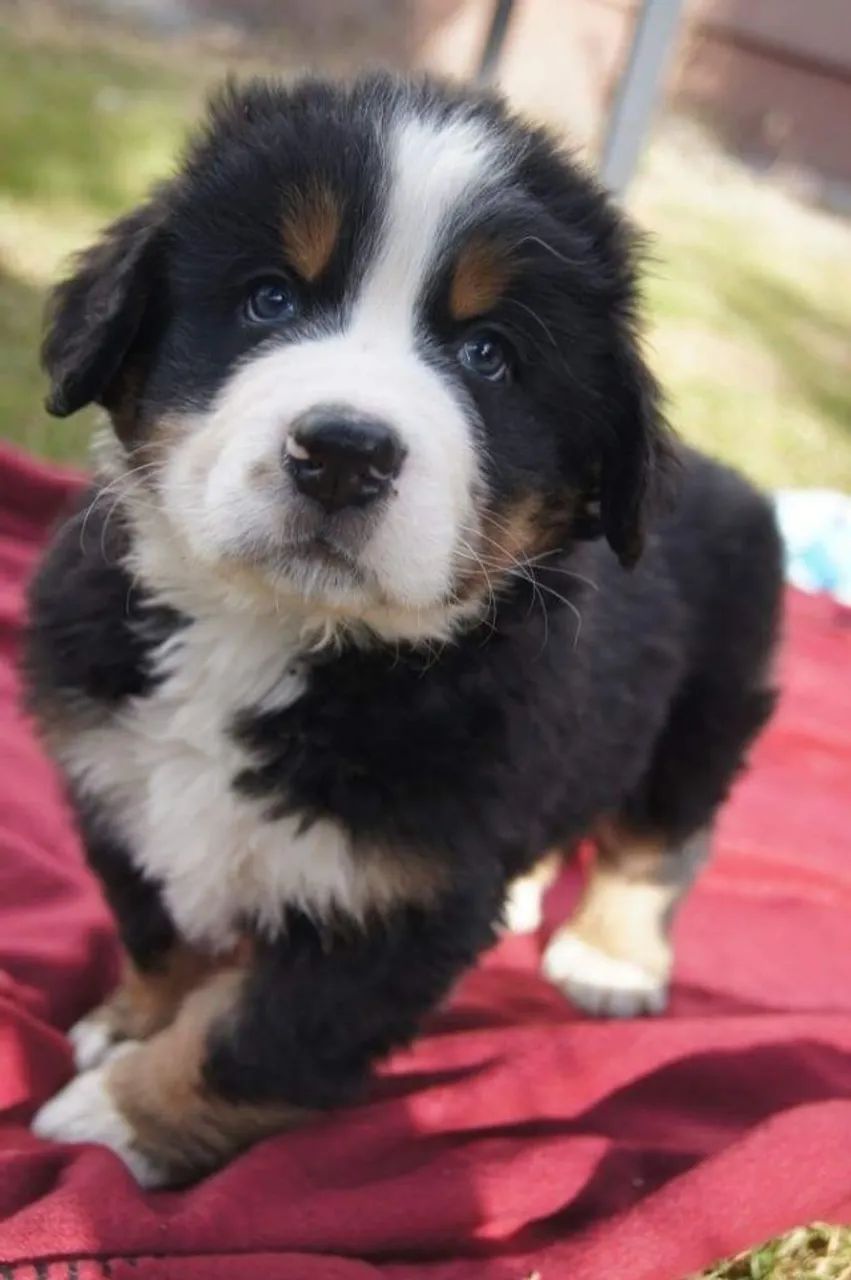 Bernese Mountain Machos e Femeas