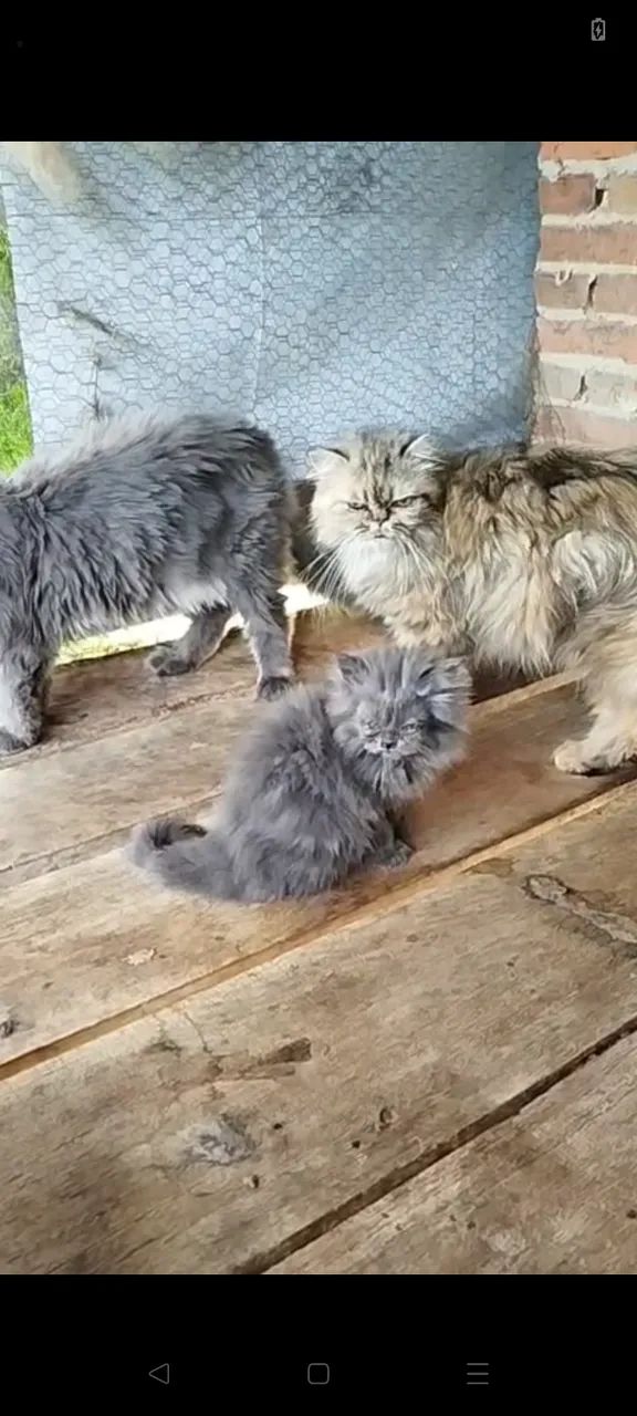 Gato percia  - Foto 2